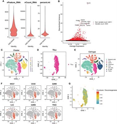 A novel molecular signature for predicting prognosis and immunotherapy response in osteosarcoma based on tumor-infiltrating cell marker genes